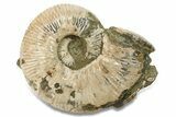 Giant, Bumpy Ammonite (Douvilleiceras) Fossil #280790-5